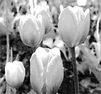 Тюльпани і Ко   Жовтень - час, коли потрібно займатися викопуванням, посадкою або пересадкою багатьох цибулинних, бульбоцибульних і бульбових рослині