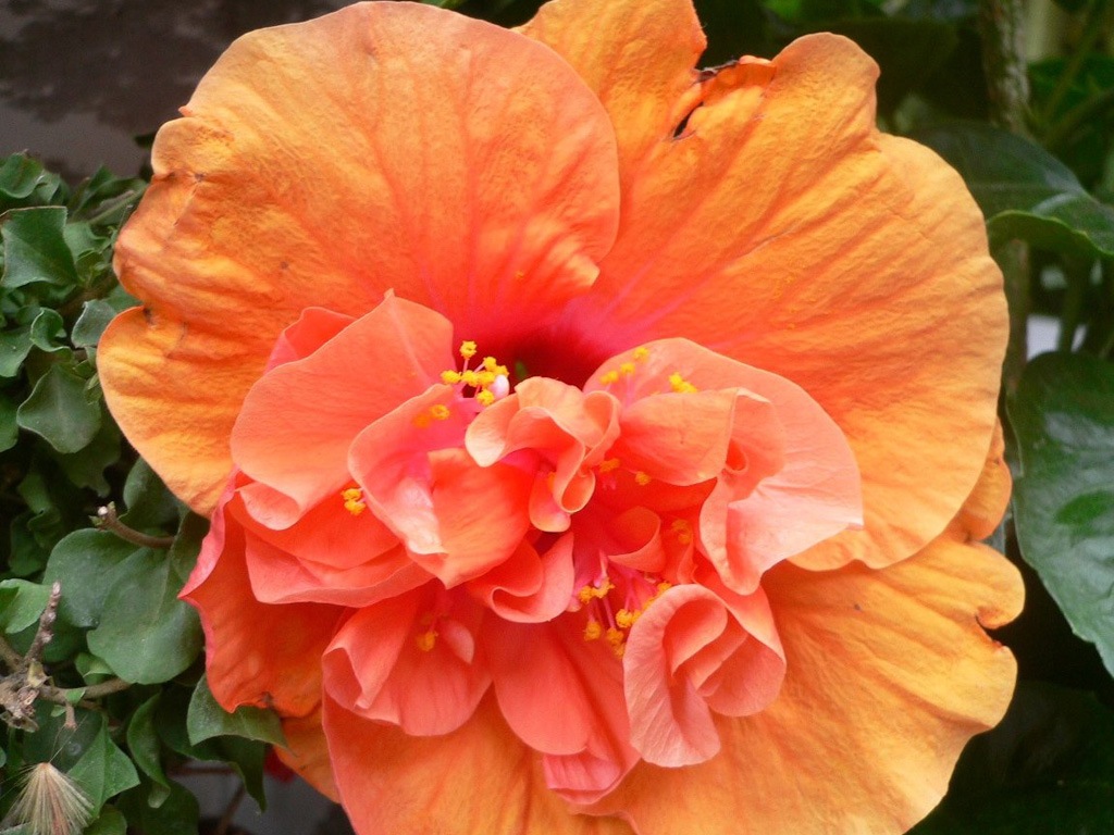 До поширених форм гібіскуса китайського відносяться такі сорти:   Аніта Біс (Anita Buis) - квітки прості, жовто-оранжеві;   Флорида (Florida) - квітки великі (до 14 см в діаметрі), немахрові, оранжево-червоні;   Гамбург (Hamburg) - квітки великі, махрові, кармін-червоні;   Роза (Rosa) - квітки напівмахрові і махрові, лососева-рожеві;