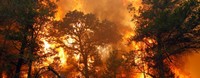 Пожежа приносить багато бід мешканцям лісу