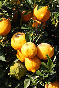 Плоди використовуються також, як і плоди звичайного лимона