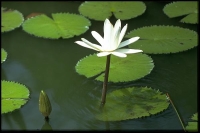 У слов'ян квітка водяної лілії - білого латаття вважався обличием русалки