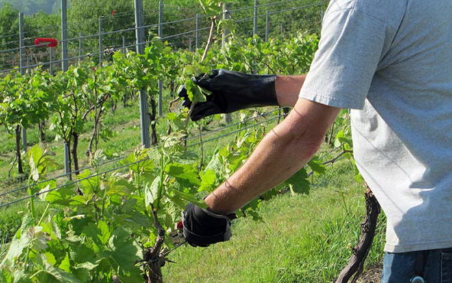 Для того, щоб отримати гідний урожай винограду, необхідний якісний догляд за лозою, що включає в себе обрізку пагонів і формування кущів, якими не можна нехтувати