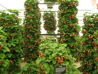 Якщо ви не знаєте, як вирощувати ремонтантні полуницю, скористайтеся найпримітивнішим і доступним кожному садівникові способом - вирощування в «колонах»