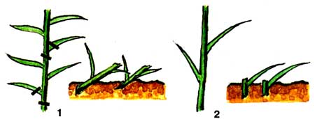 Розмноження стебловими почколуковічкамі (бульбочками):   1 - стебло з почколуковічкамі;   2 - стебло після їх видалення;   3 - укорінені почколуковічкі