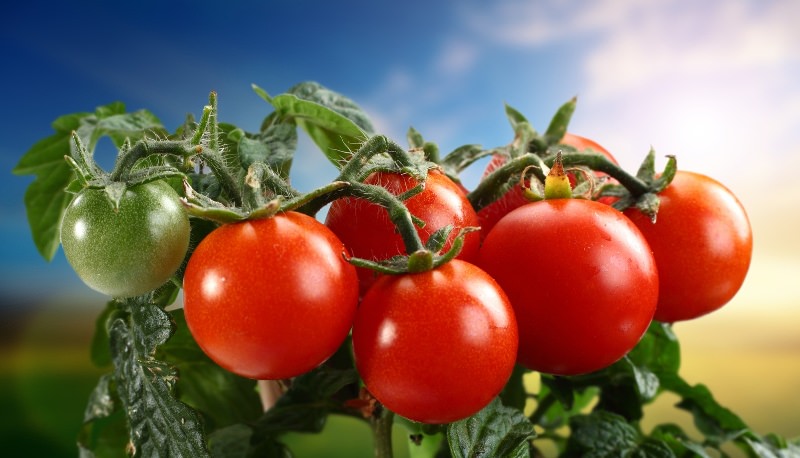 Важливо відповідально вибрати помідори для північного заходу, адже кращі сорти забезпечать максимальний урожай і стійкість до шкідників, хвороб і досить суворих кліматичних умов даного регіону
