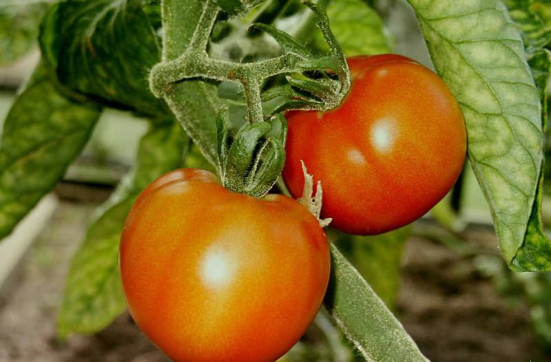 Відгуки досвідчених садівників сходяться на тому, що в північно-західному регіоні цей вид томатів дає непоганий урожай навіть на відкритому ґрунті
