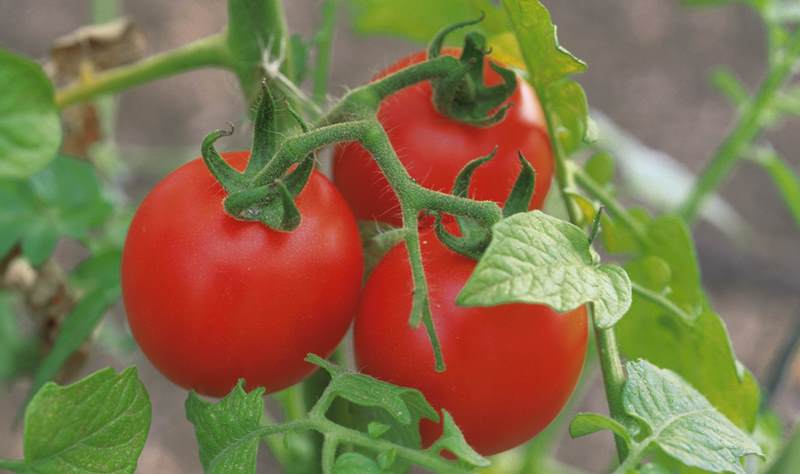 Кущі томатів цього виду в обов'язковому порядку слід підв'язувати і пасинкувати через дуже великих плодів