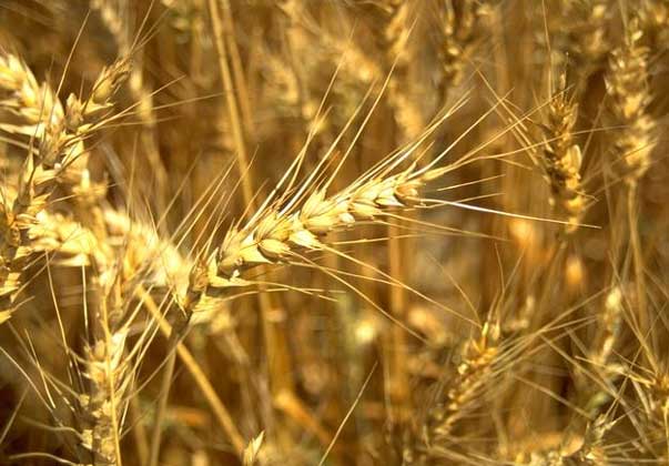 На три інших гексаплоїди, званих голозерними, тобто  на пшеницю літню, карликову і шарозерную, припадає більша частина світової продукції цієї культури