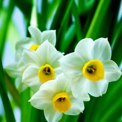 Гордий нарцис є весняним квіткою, чия краса, на жаль, дуже швидкоплинна