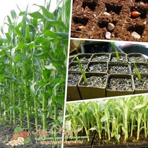 Кукурудза вже давно взяла найширше визнання і стала одним з поширених городніх рослин