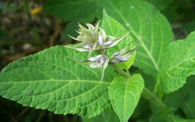 Шавлія провісників (рослина виду Salvia divinorum)