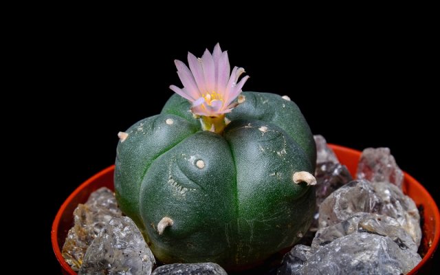 Кактус, який містить мескалін (рослина виду Lophophora williamsii), та інші види кактуса, що містять мескалін