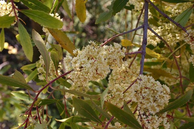 Кат (рослина виду Catha edulis)