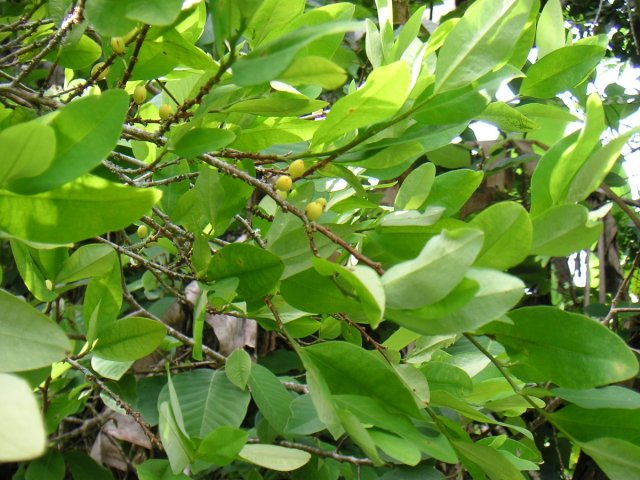 Кокаїновий кущ (рослина будь-якого виду роду Erythroxylon)