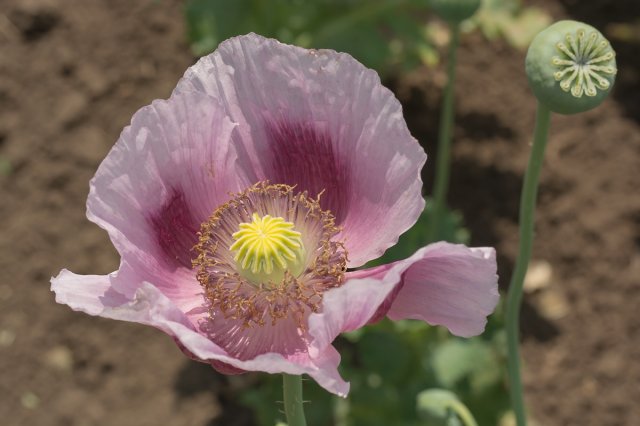 ) та інші види маку роду Papaver, що містять наркотичні речовини