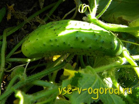 У помірному кліматі огірки в основному вирощують не розсадою як помідори, а насінням у відкритий грунт