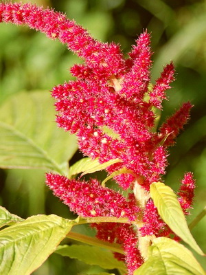 До вашої уваги - фото і опис амаранту, одного з найкрасивіших рослин порядку гвоздикоцвіті: