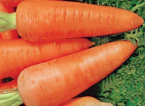 Це кращі сорти моркви для Сибіру
