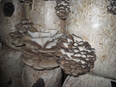 Основним видом діяльності ТОВ «Друїди» є виробництво грибного субстрату гливи