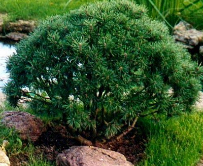 Сосна гірська (Pinus mugo Turra) - дуже поширений і популярний в ландшафтному дизайні вид сосни