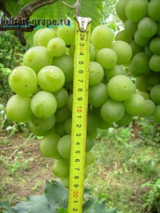 Якщо ви хочете вирощувати виноград з мінімальною кількістю хімічних обробок протівгрібних хвороб, то в першу чергу необхідно звернути увагу на ізабелльние сорти, а також Амур-європейські і Америка-Амур-європейські гібриди селекції ВНДІВіВ ім