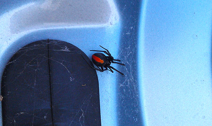 З усього перерахованого ми зустрічалися тільки з маленьким павуком   Latrodectus hasselti   (Redback), який спробував звити гніздо під кришкою багажника нашої машини