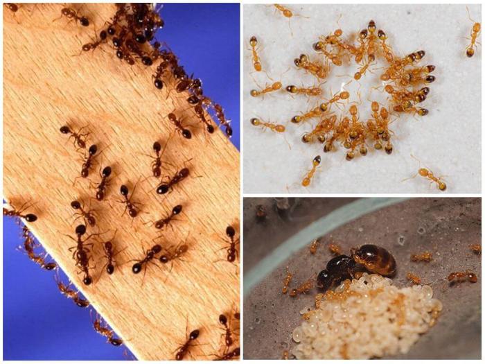 Якщо мурахи потрапили в приміщення, то обов'язково тут влаштуються, так як їх притягнуть тепло, вода і велика кількість їстівних речей