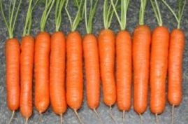 Морква - дворічна рослина з сімейства селерові