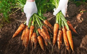 Для отримання якісної моркви дуже важливо не затягувати з термінами її збирання