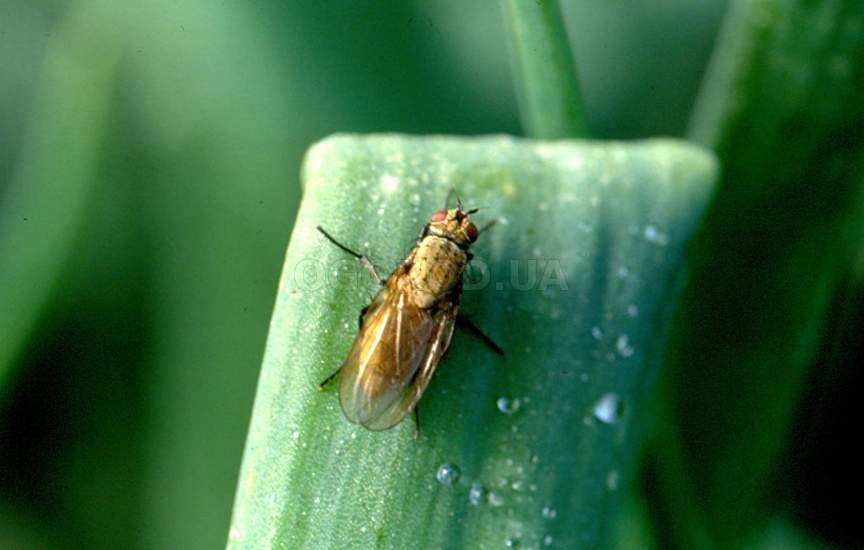 Ця муха іменується лушпиння, тому що найчастіше вражає рослини цибулі, але іноді може нападати на часник і навіть на цибулинні квіти