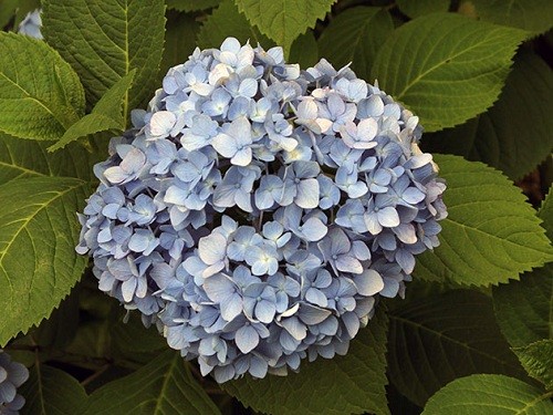 У японців є своя назва - «адзісай», що перекладається як «квітка - фіолетове сонце»