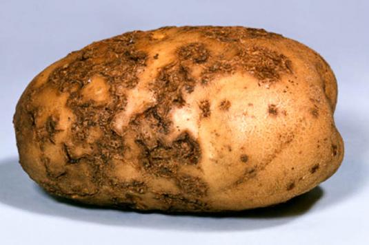 Найменше звичайної паршею уражуються такі сорти картоплі, як: Столовий 19, Богатир, Бурштиновий, Віта, Детскосельскій, і деякі інші