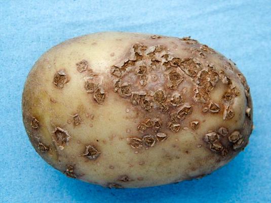 Стійких до цієї хвороби сортів картоплі поки не існує