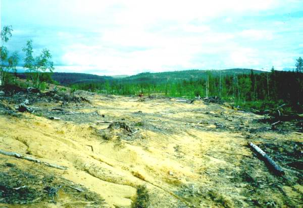 Руйнування грунтового покриву на місці рубки лісу