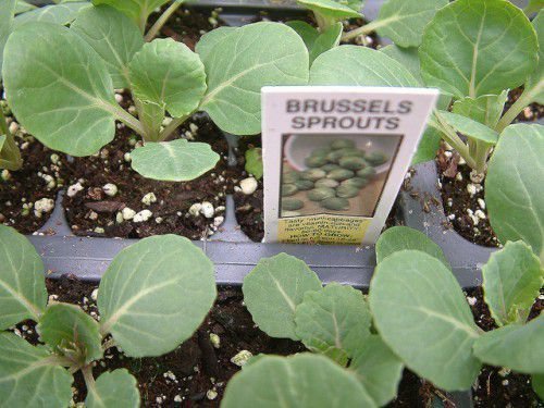 Брюссельська капуста відома своїми лікувальними властивостями