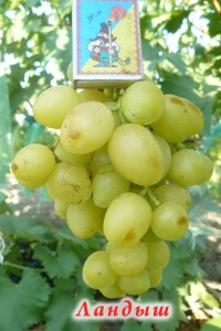 гібрид   отриманий схрещуванням виноградов «Талісман» і «Кишмиш Променистий»