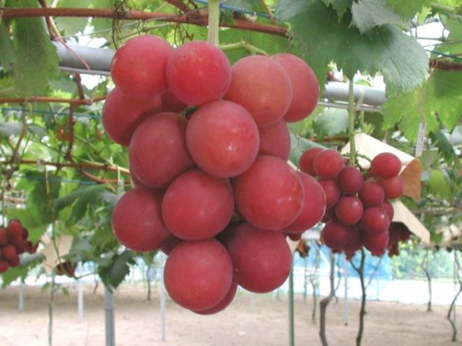 Завдяки досягненням сучасної селекції і можливостям створення тих чи інших гібридів ми маємо можливість отримувати виноград та інші фрукти і ягоди з точно заданими властивостями