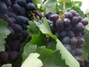 Від того як буде посаджений виноград залежить вся його подальше зростання і головне плодоношення