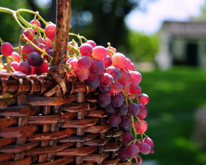 Процес вирощування плодів винограду знаком людині з найдавніших часів
