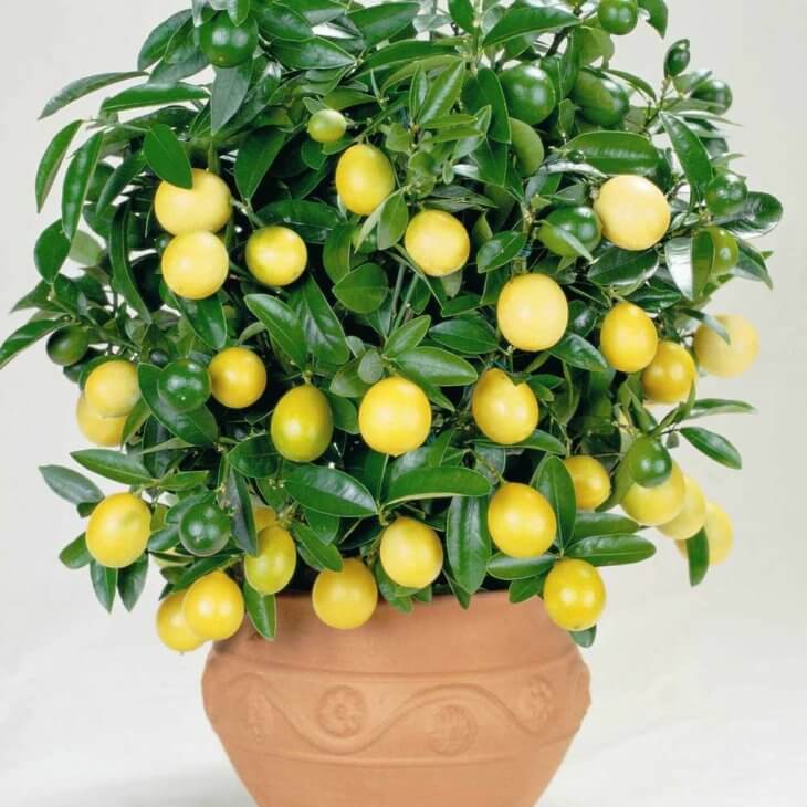 Популярність лимона пов'язана з його лікувальними властивостями