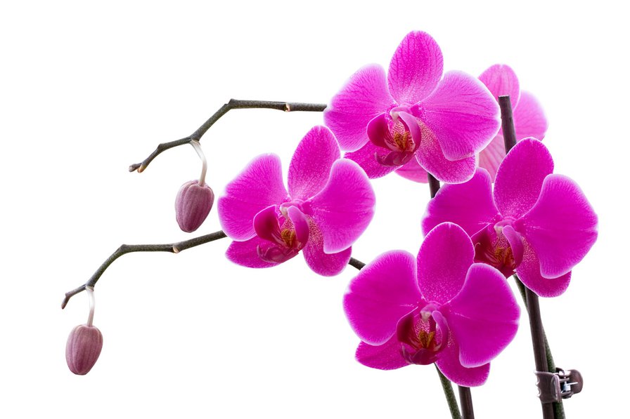дізнатися,   як визначити вид орхідеї