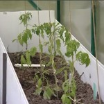 Вирощування і догляд за томатами в теплиці