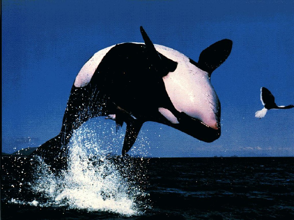 Дорога Наталко, косатка відноситься до загону китоподібні, підряд зубаті кити, сімейство дельфінові