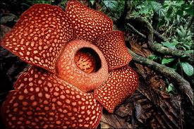 Раффлезія - це гігантський квітка, що досягає метра в діаметрі і важить іноді більше 10 кг, живуть на острові Суматра