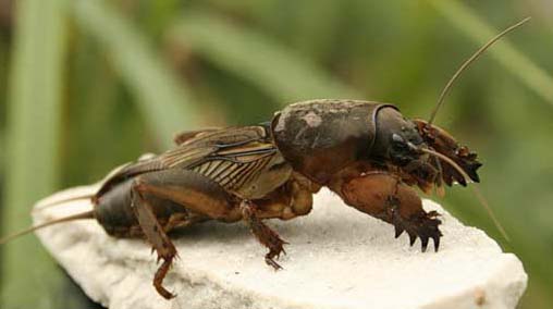 Дорогий Дамір,   капустянки - це рід комах загону прямокрилих