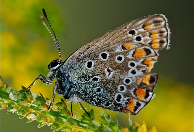 Ці казкові кольору, що ми бачимо на крилах метеликів, виходять методом заломлення світла, які відбувається на мембранах їх крил