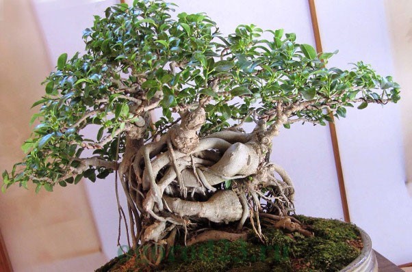 У природному середовищі характерною особливістю бенгальського фікуса є баньян - особлива форма будови кореневої системи, при якій одна рослина з боку виглядає як ліс з безлічі ростуть поруч дерев