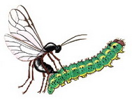Він полягає у використанні природних ворогів комах - паразитів (наприклад, наїзників) і хижаків (наприклад, сонечок)