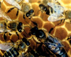 На прилавках російських магазинів вітчизняні продукти бджільництва досить успішно конкурують з імпортною продукцією
